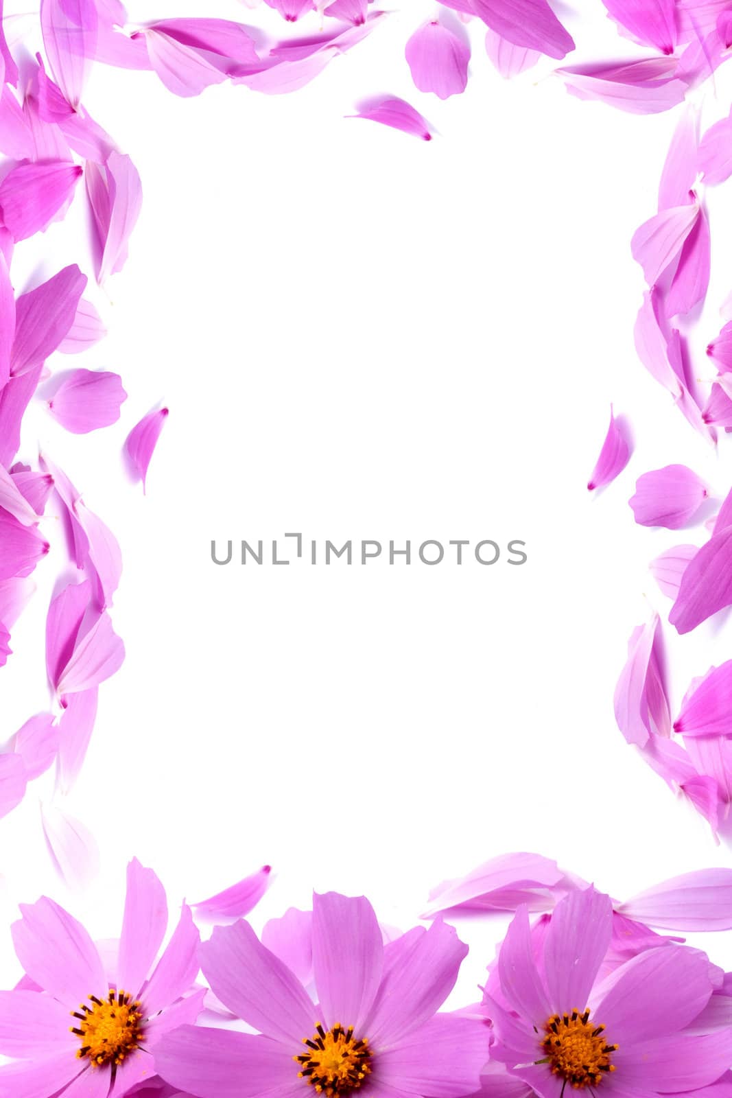 Petals of flowers isolated on white background