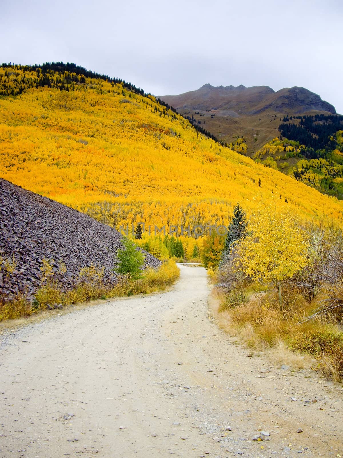 Path leads to Colorado hillside ablaze with yellow aspen