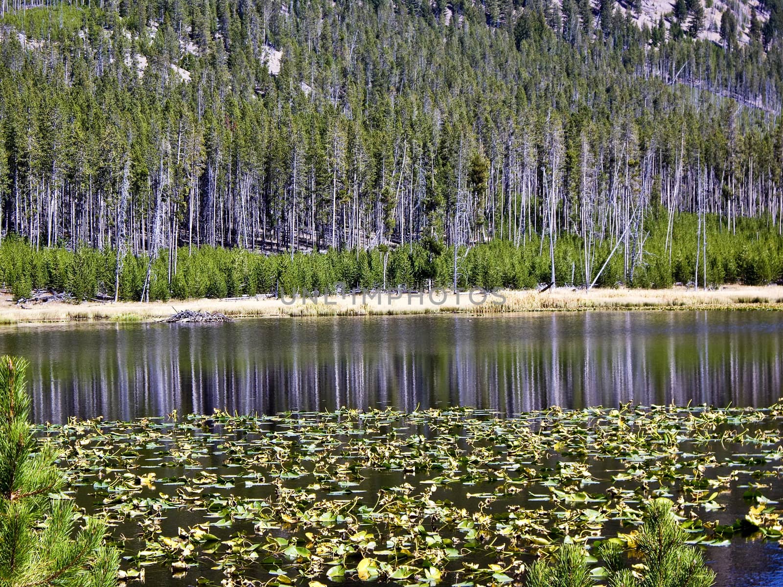 Reflections on lilypond in Yellowstone National Park Wyoming USA