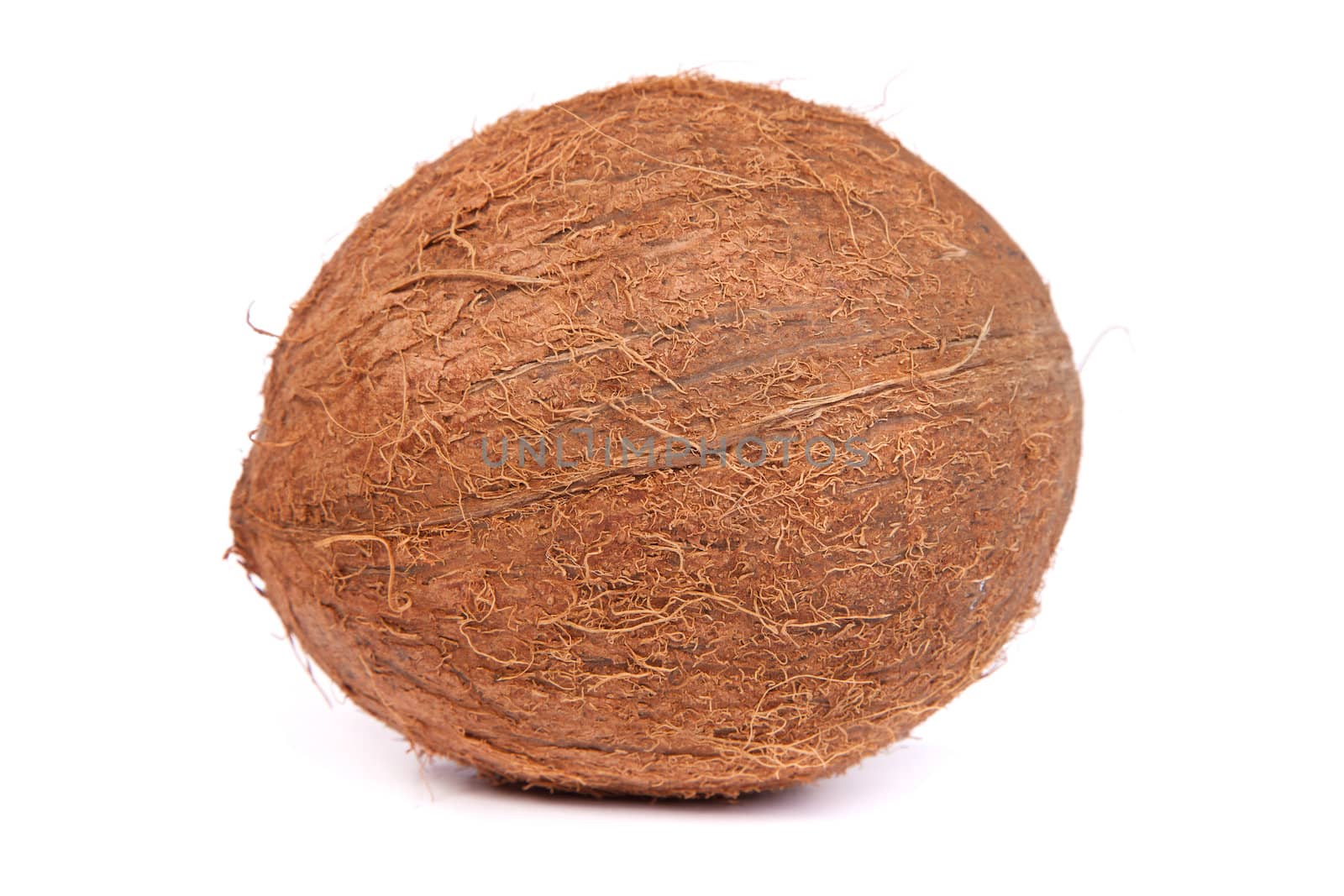 A high resolution photo of a coconut on a white background.