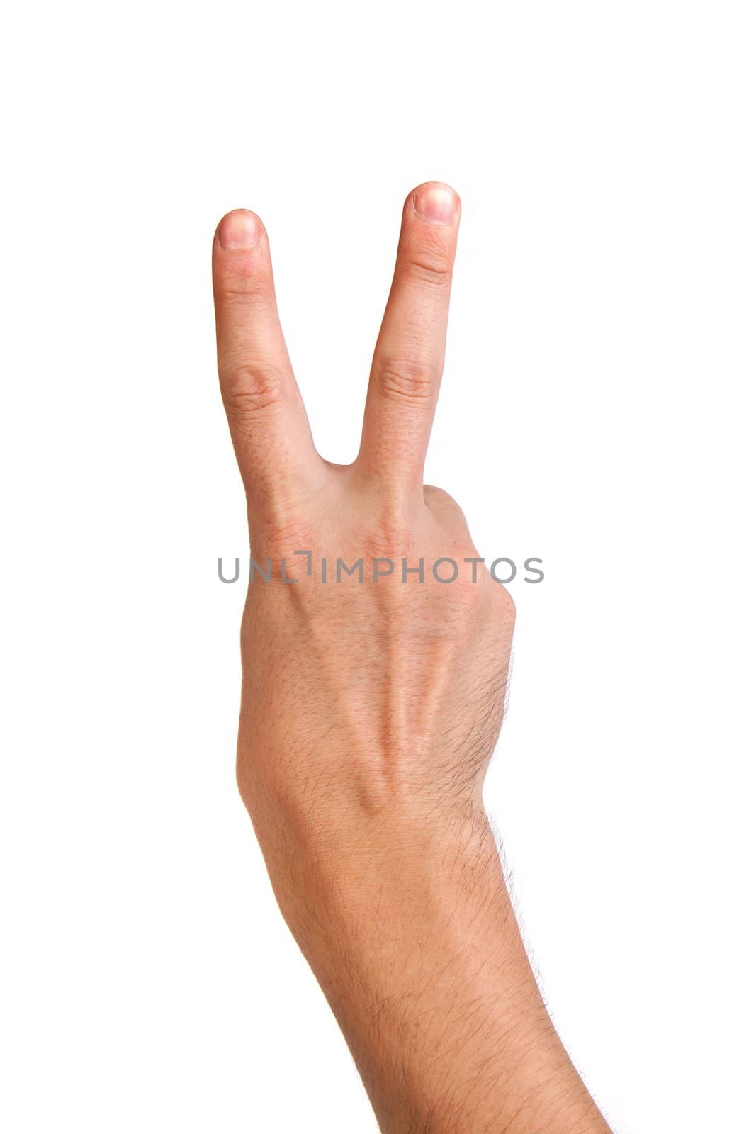 Hand with two fingers up in the peace or victory symbol. Also the sign for the letter V in sign language. Isolated on white.