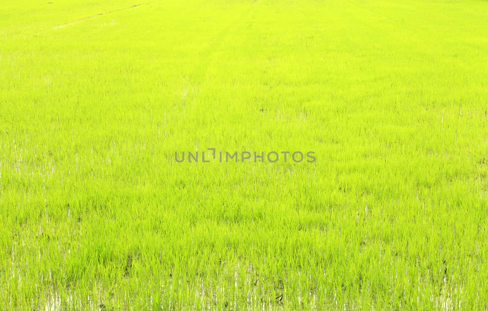 Lush of new plant rice field