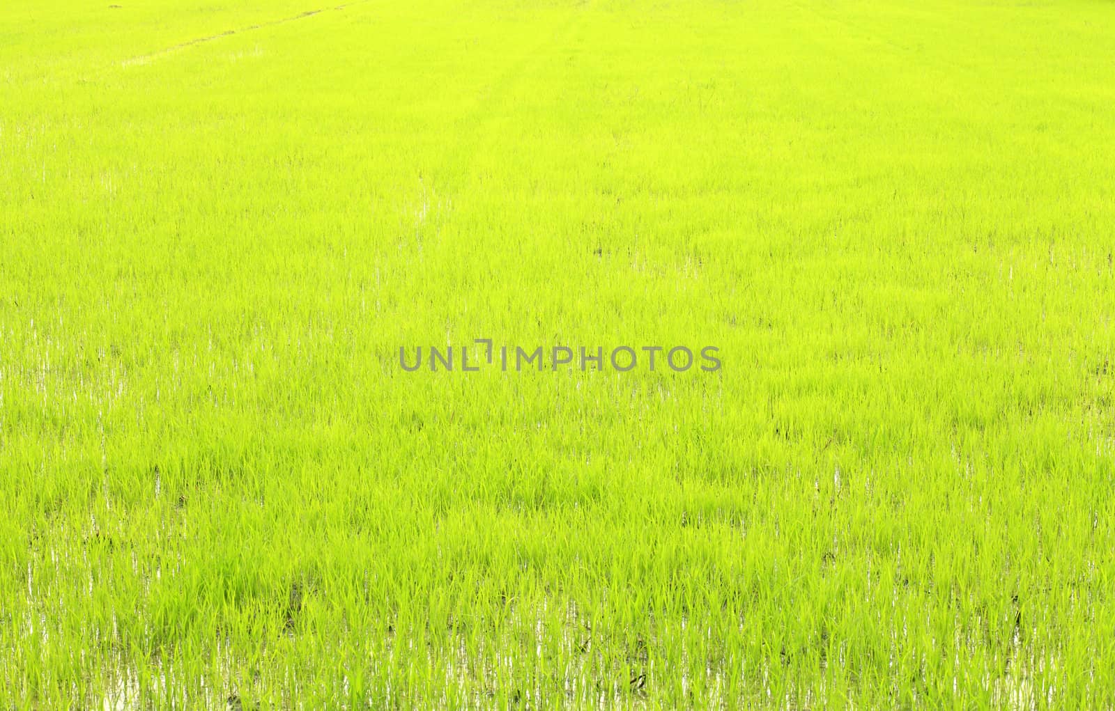 Lush of new plant rice field