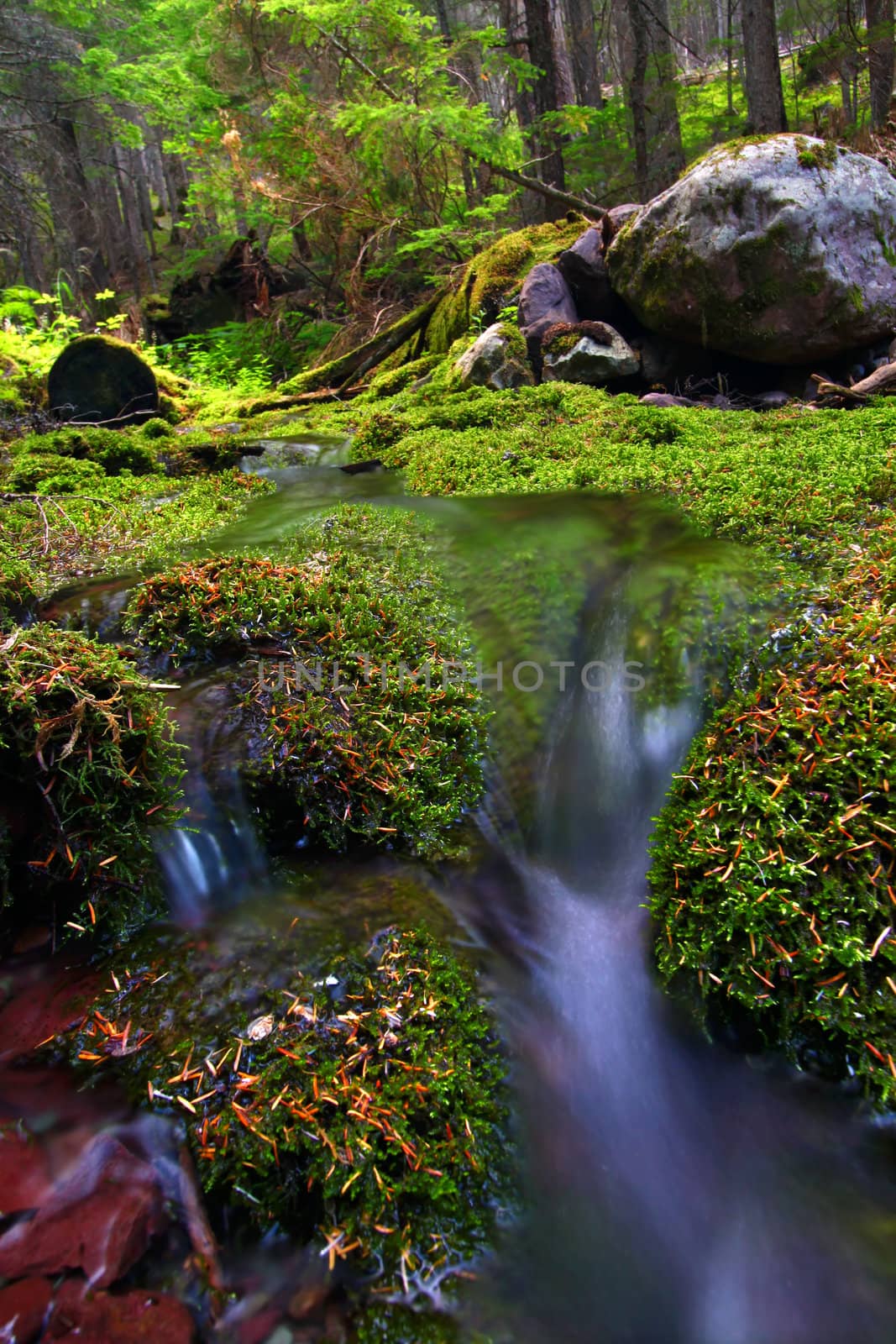 Moss Covered Forest and Stream by Wirepec