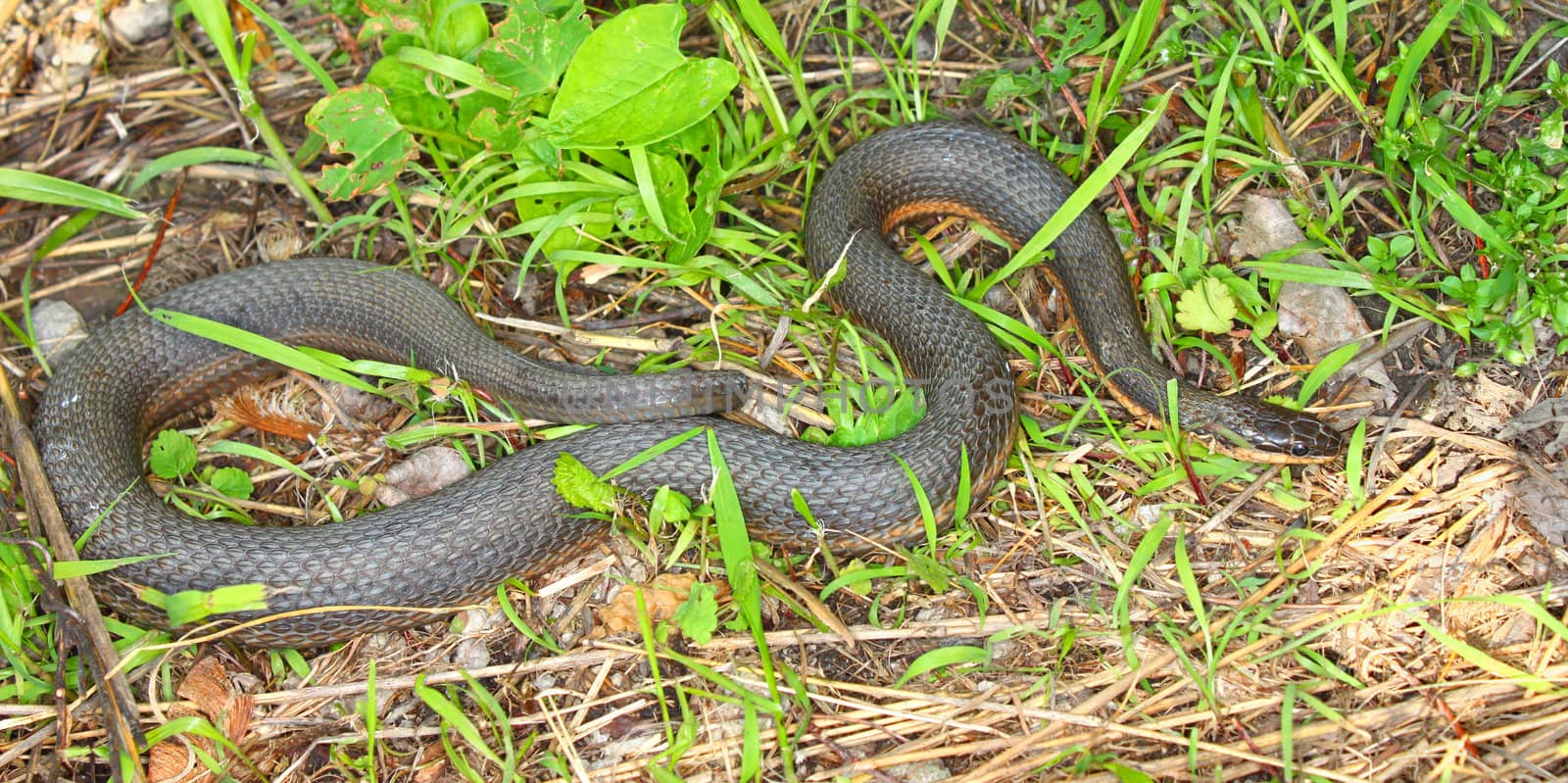 Queen Snake (Regina septemvittata) in the Des Plaines River valley of northeastern Illinois.