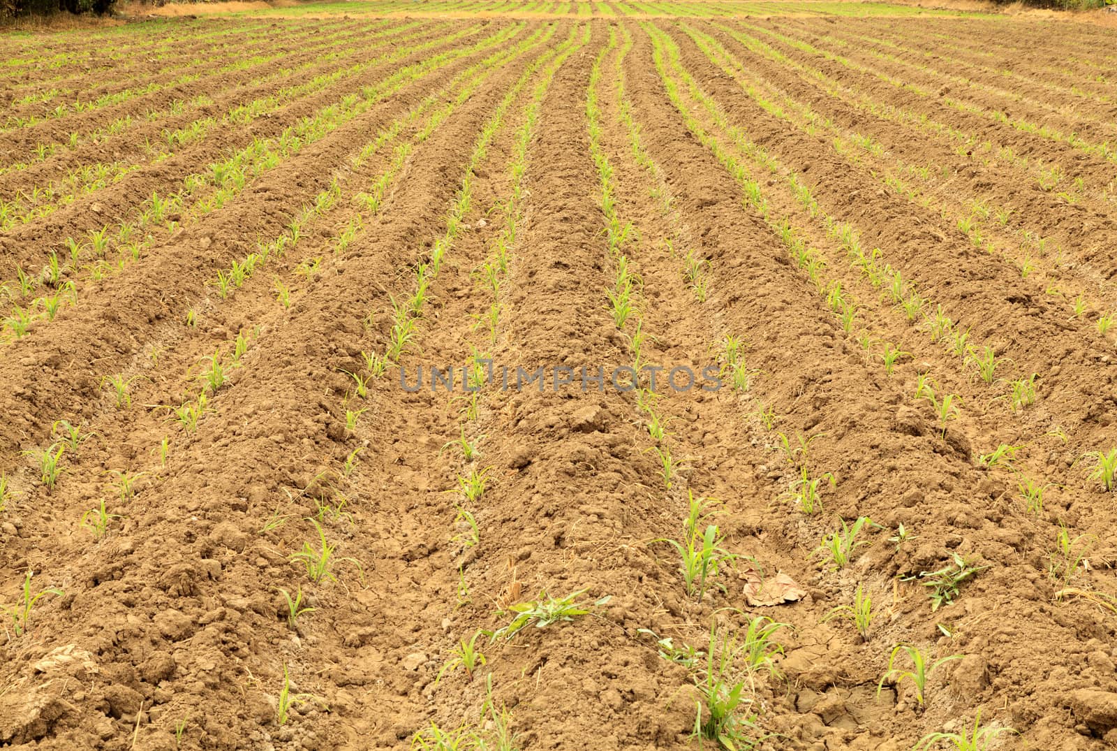 Row of new plant corn on plow land