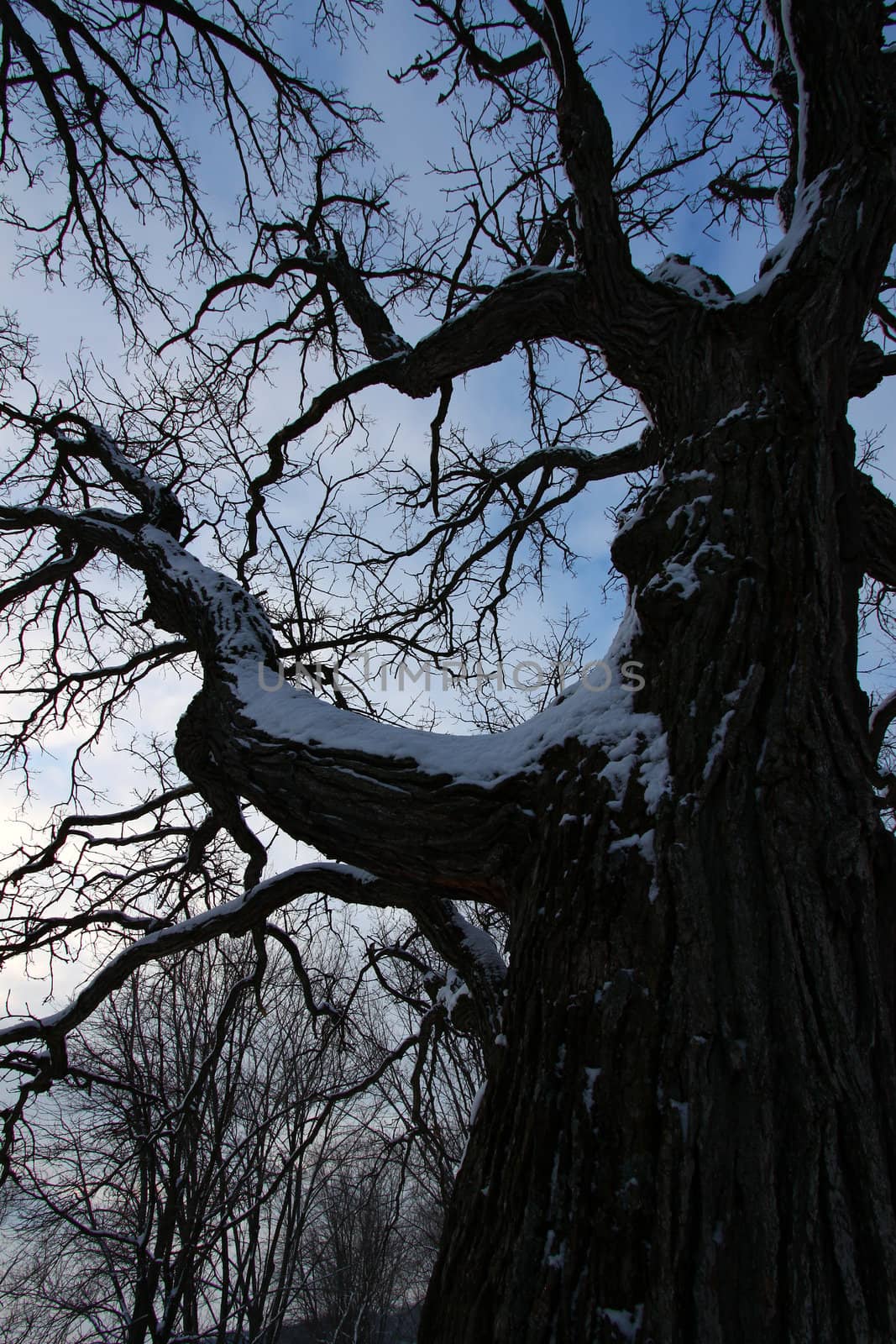 Old Tree Creeping Skywards by Wirepec