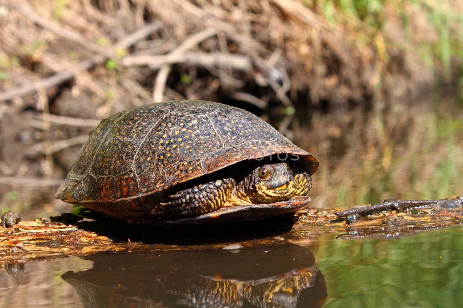 Blandings Turtle (Emydoidea blandingii) basking on a log in a creek of northern Illinois.