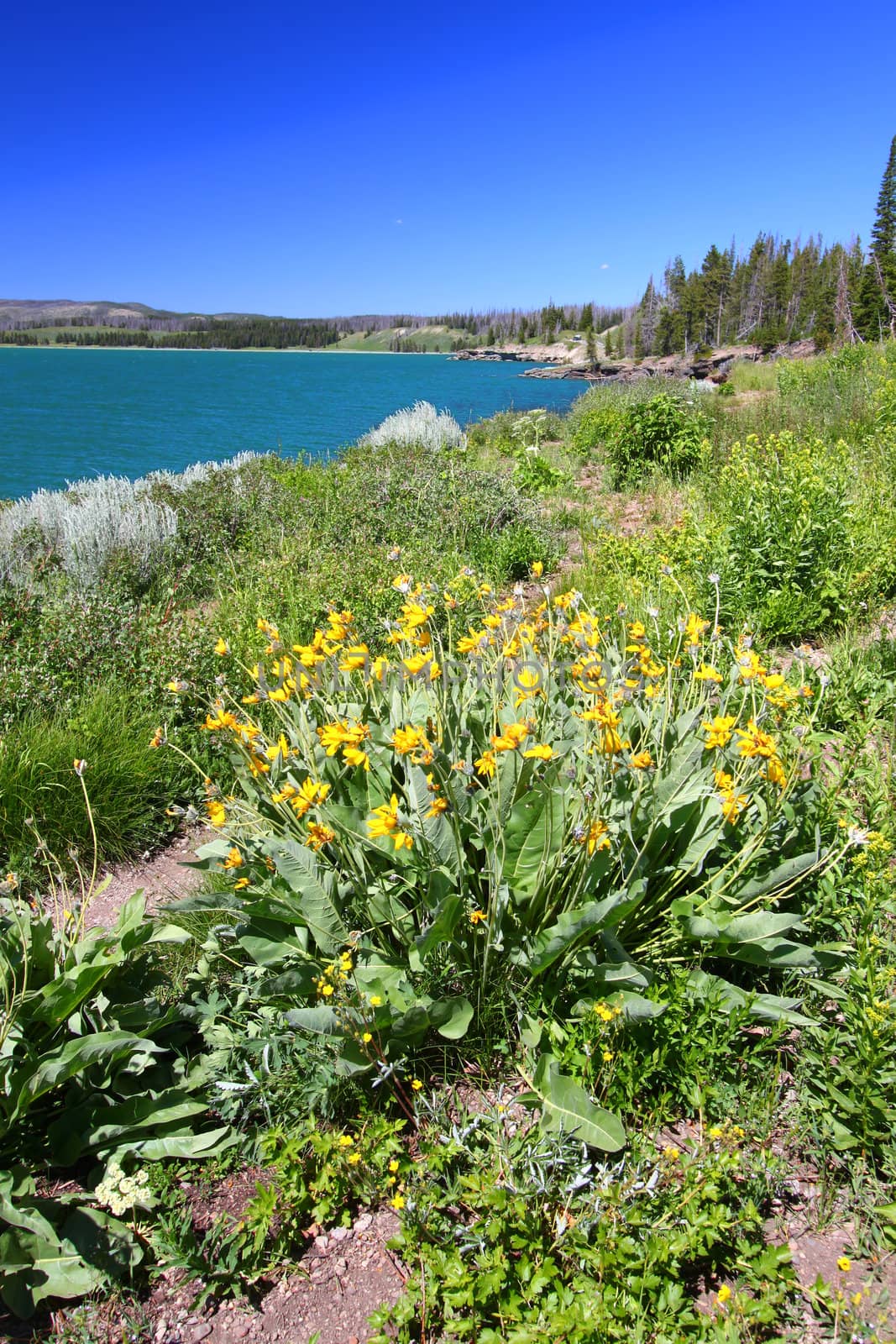 Summertime flowers along the beautiful shoreline of Yellowstone Lake in Wyoming.