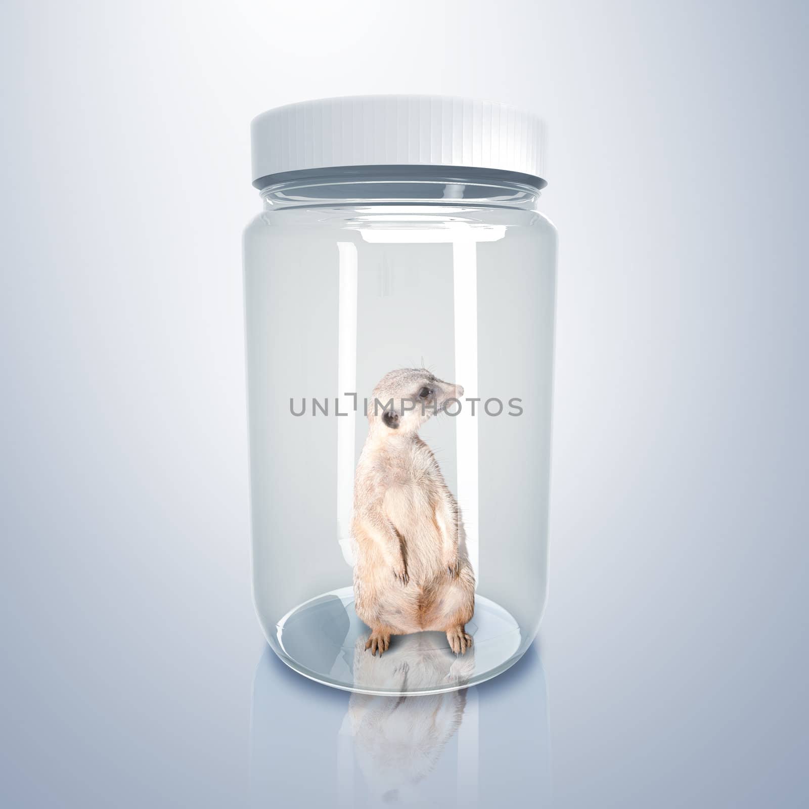 Young wild marmot inside a glass jar