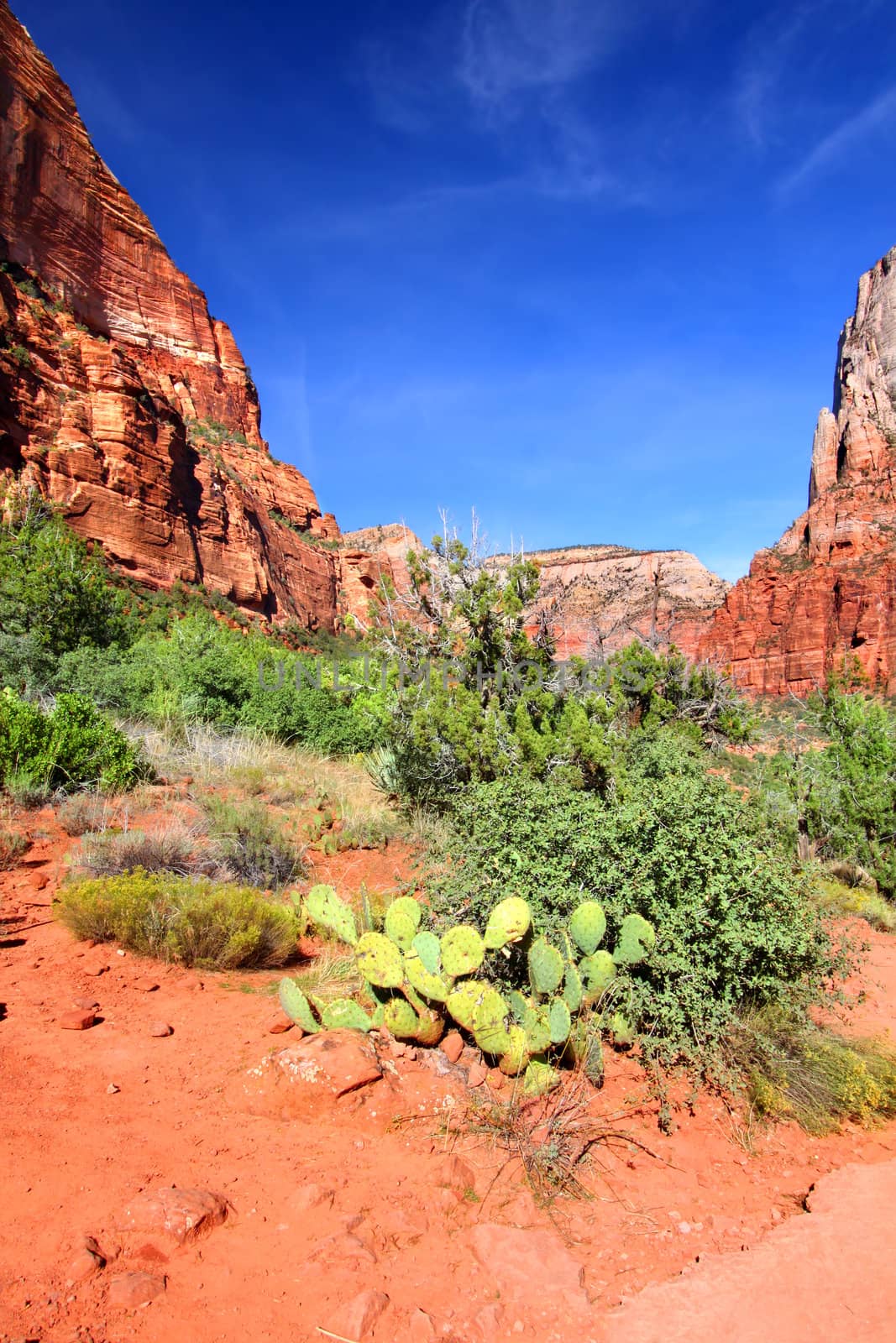 Cactus and other vegetation under towering cliffs along the Kayenta Trail of Zion National Park.