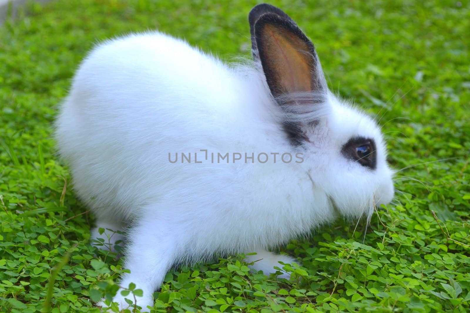 white Rabbit on grass