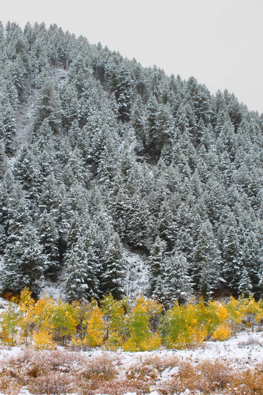 Yellows autumn colors below a snow covered pine forest in Wyoming.