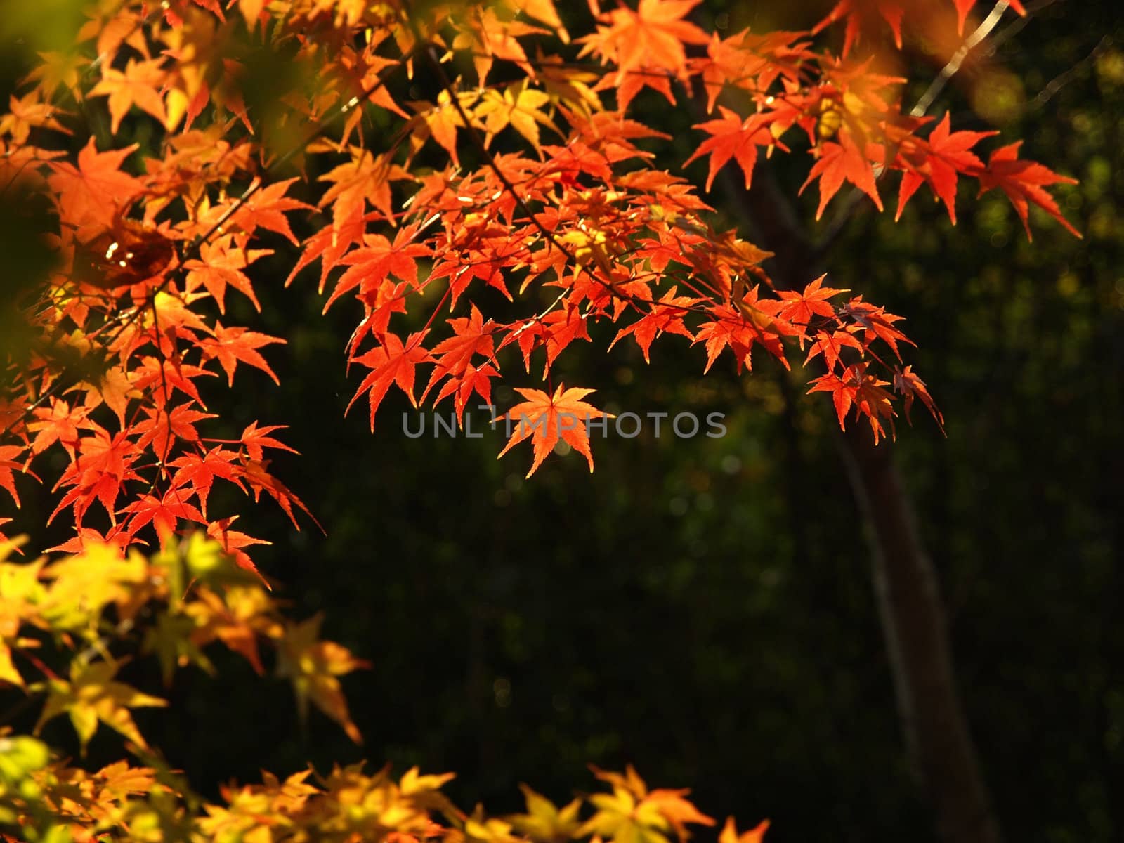 Colorful of japanese maple leaves in autumn