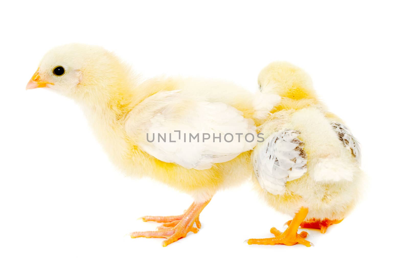 Two sweet baby chicks is standing on a clean white background.