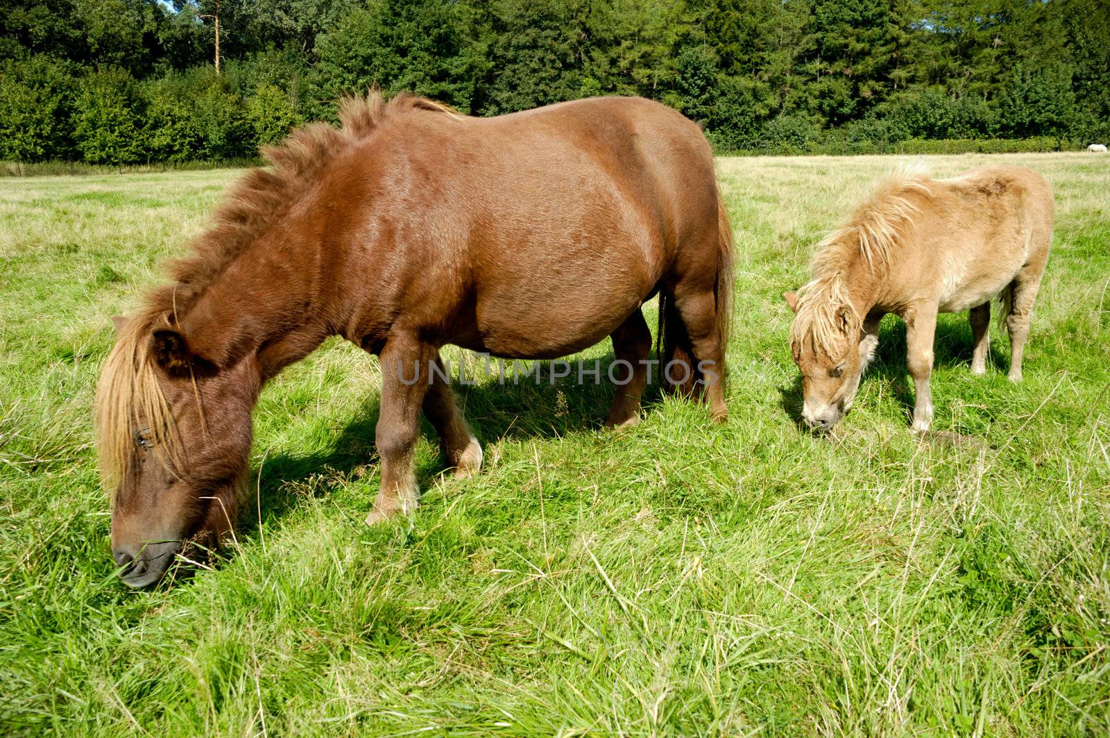 A sweet young horse with its mother eating green grass field.