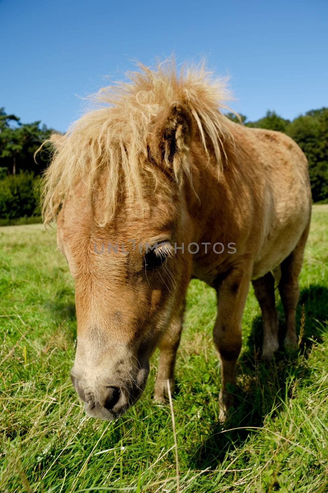 Sad and shy foal standing on green grass