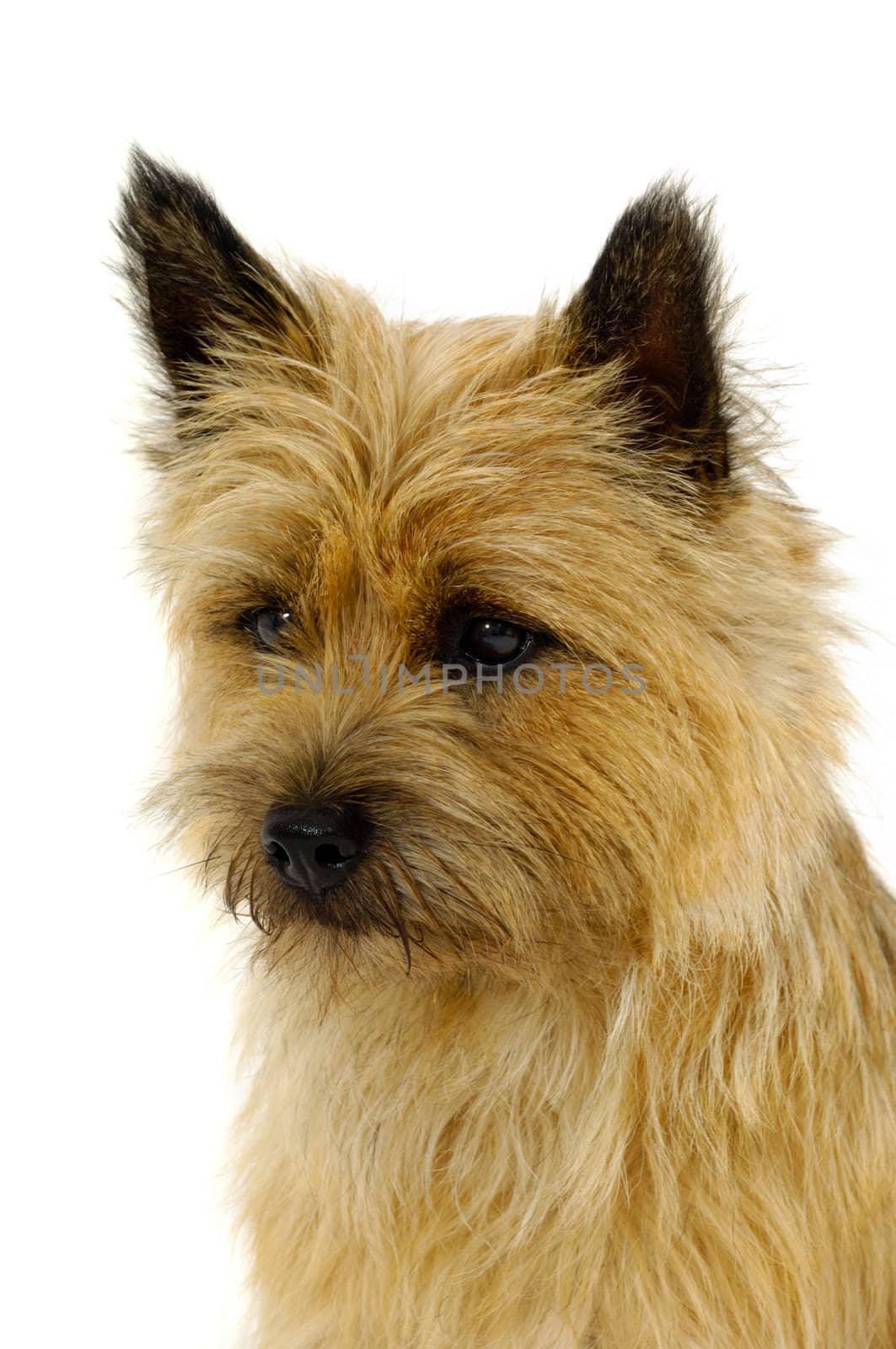 Face of sweet dog, taken on a white background. The breed of the dog is a Cairn Terrier.