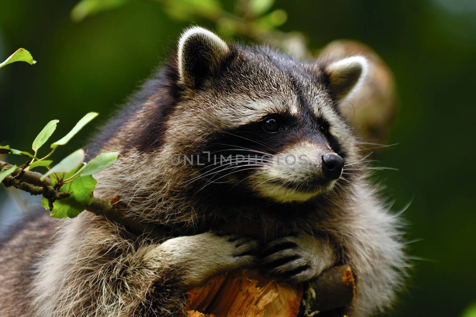 A sweet sad raccoon is sitting in a tree and looking.