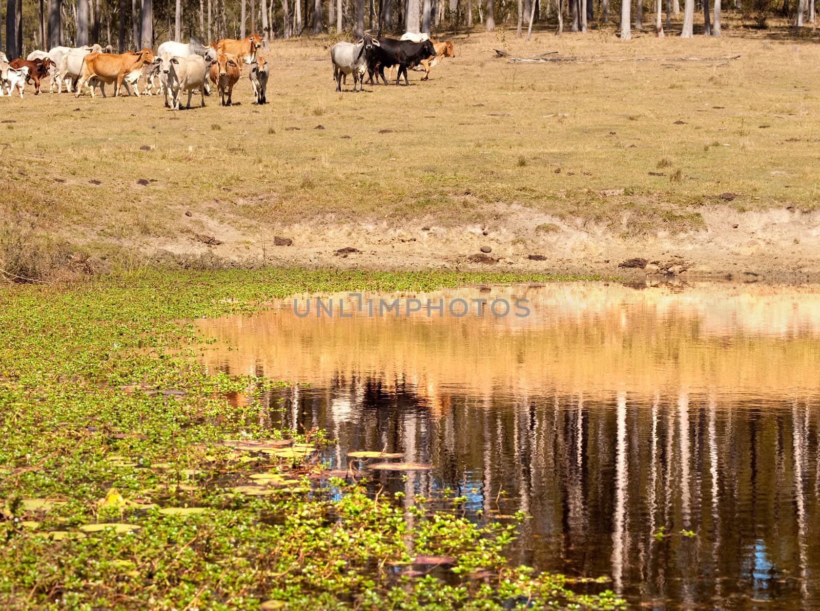 Cows heading to a dam with reflections of gum trees and water plants in cattle country