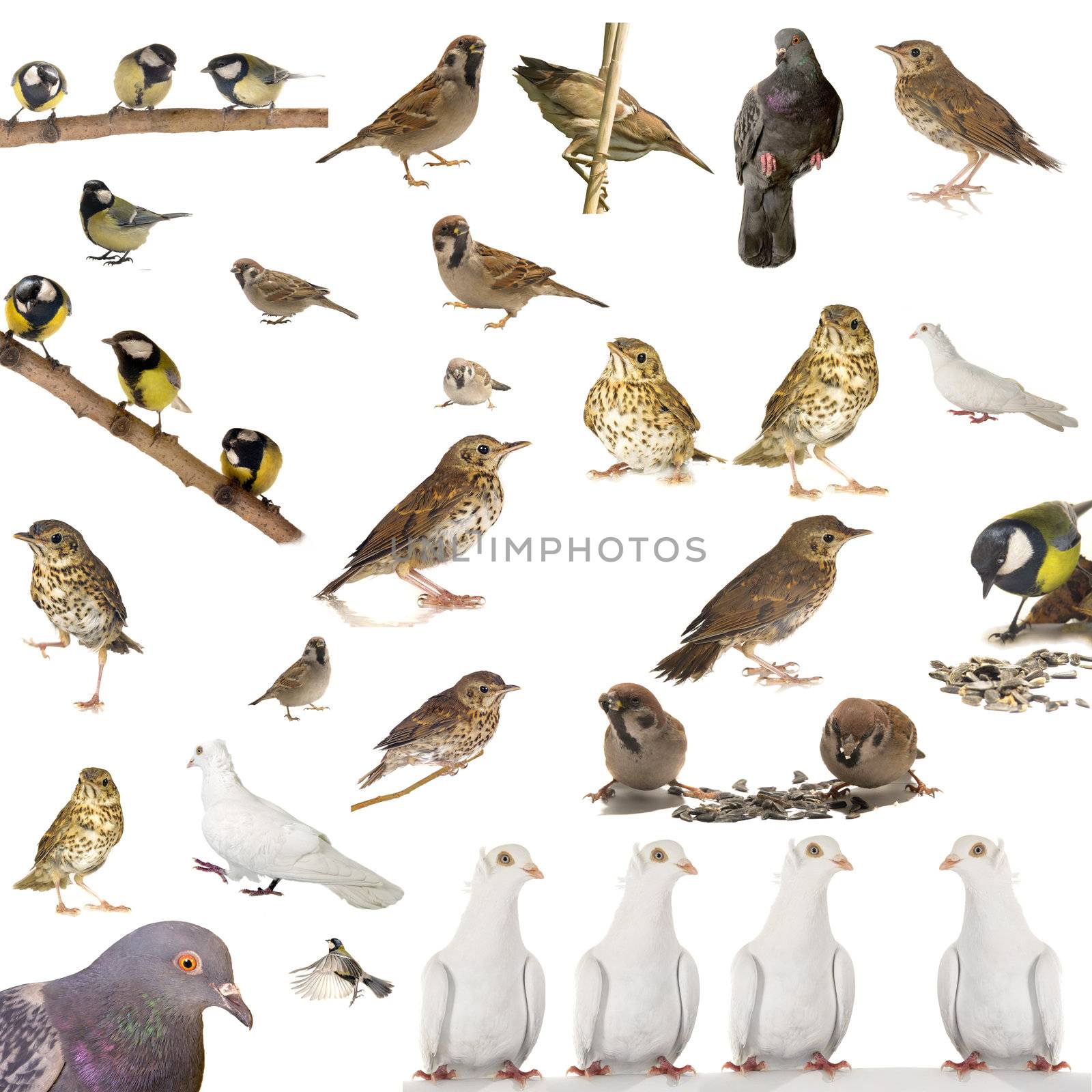 birds on a white background