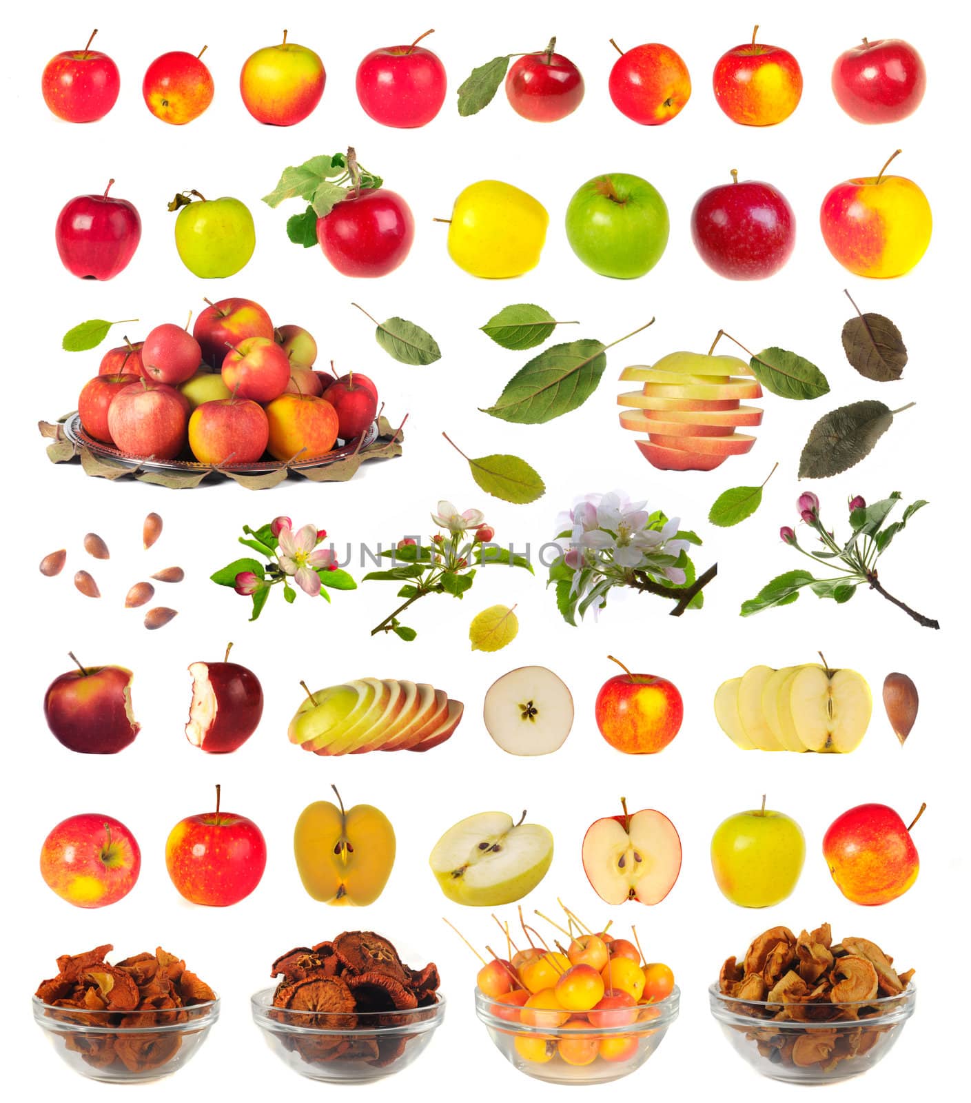 Twenty grades of apples on a white background