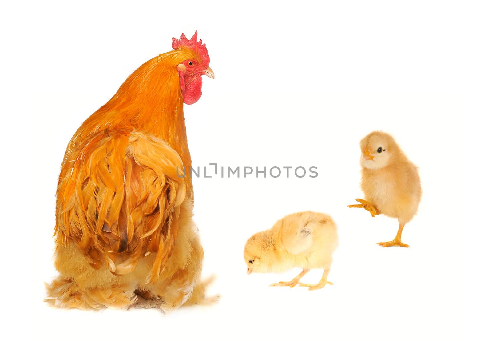  thoroughbred brown cock on a white background