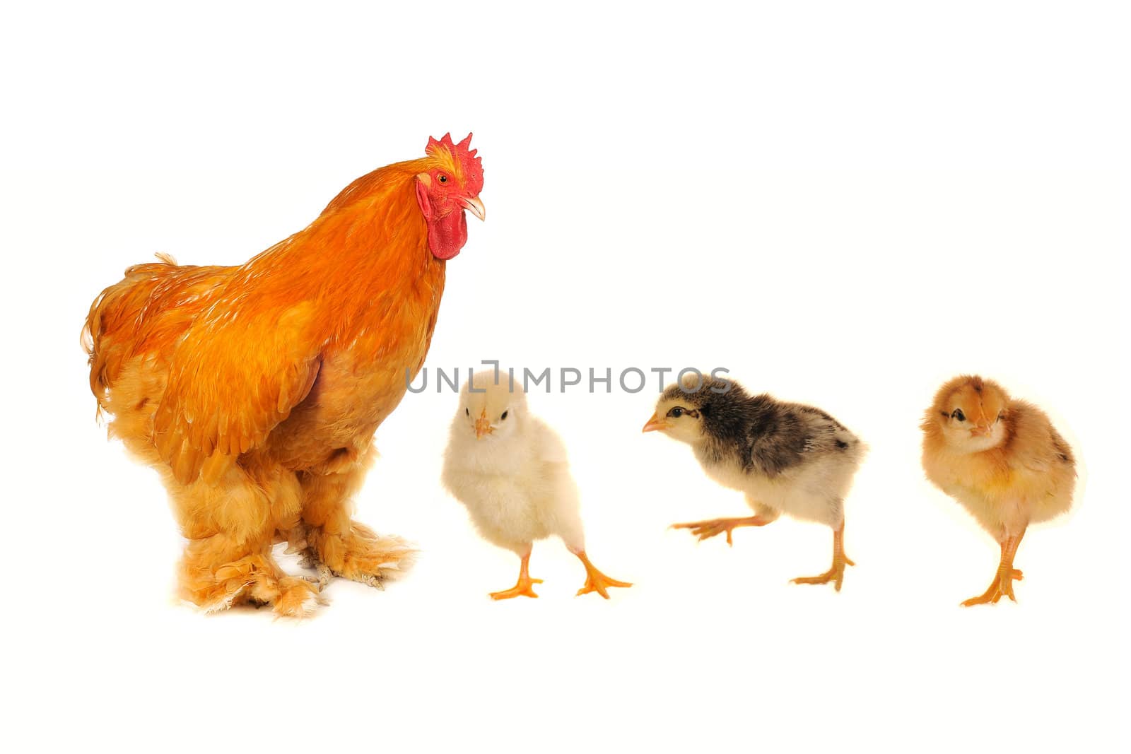  thoroughbred brown cock on a white background