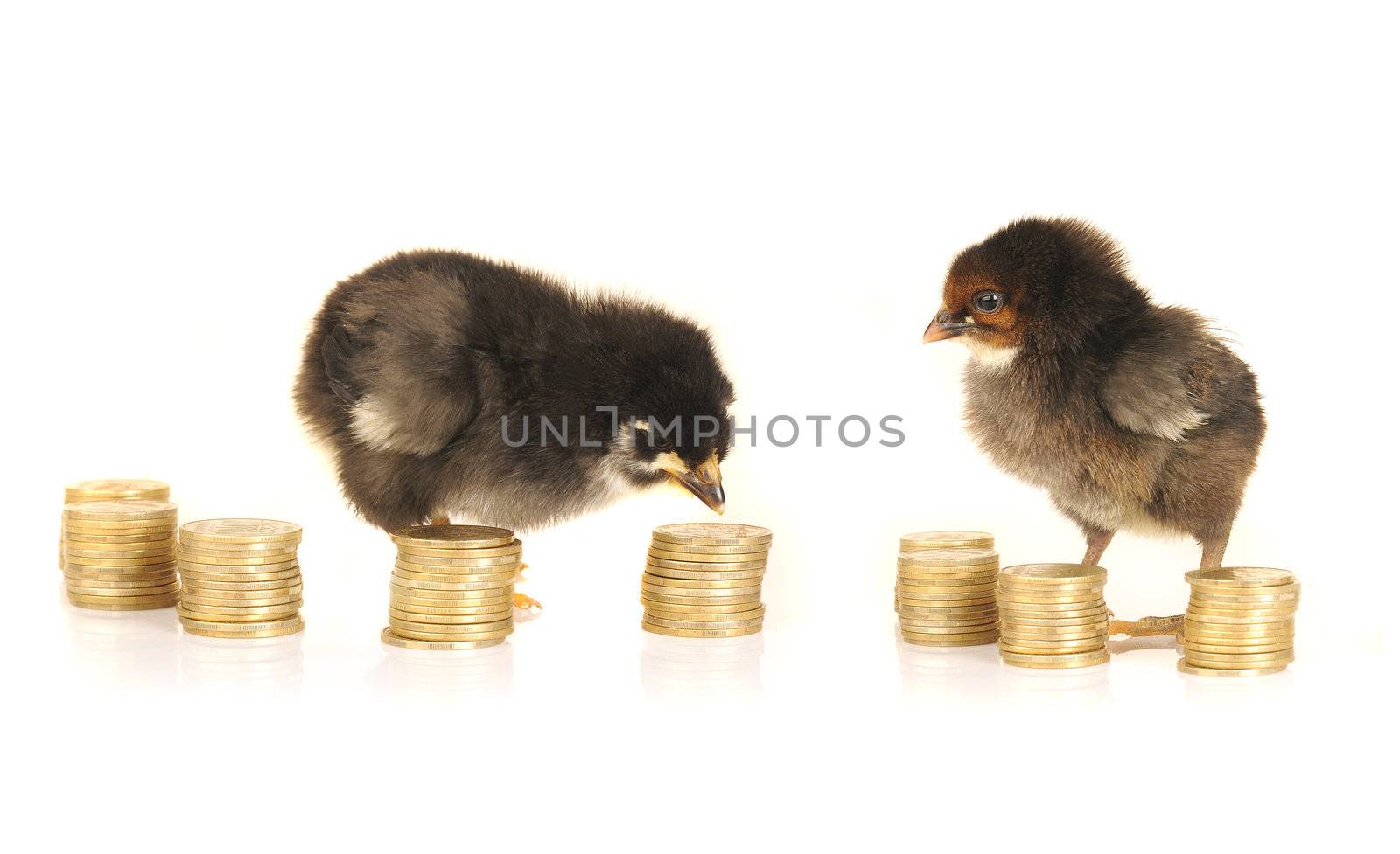  chick on a white background    