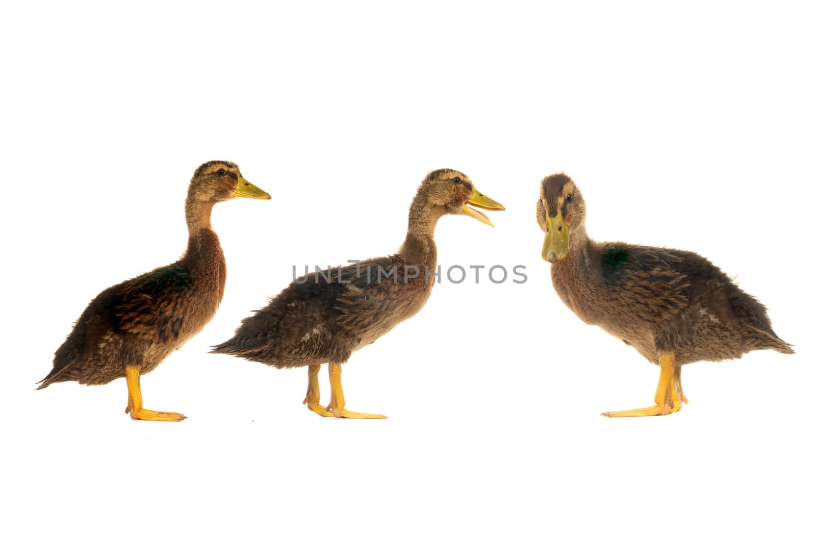 ducks on a white background                           
