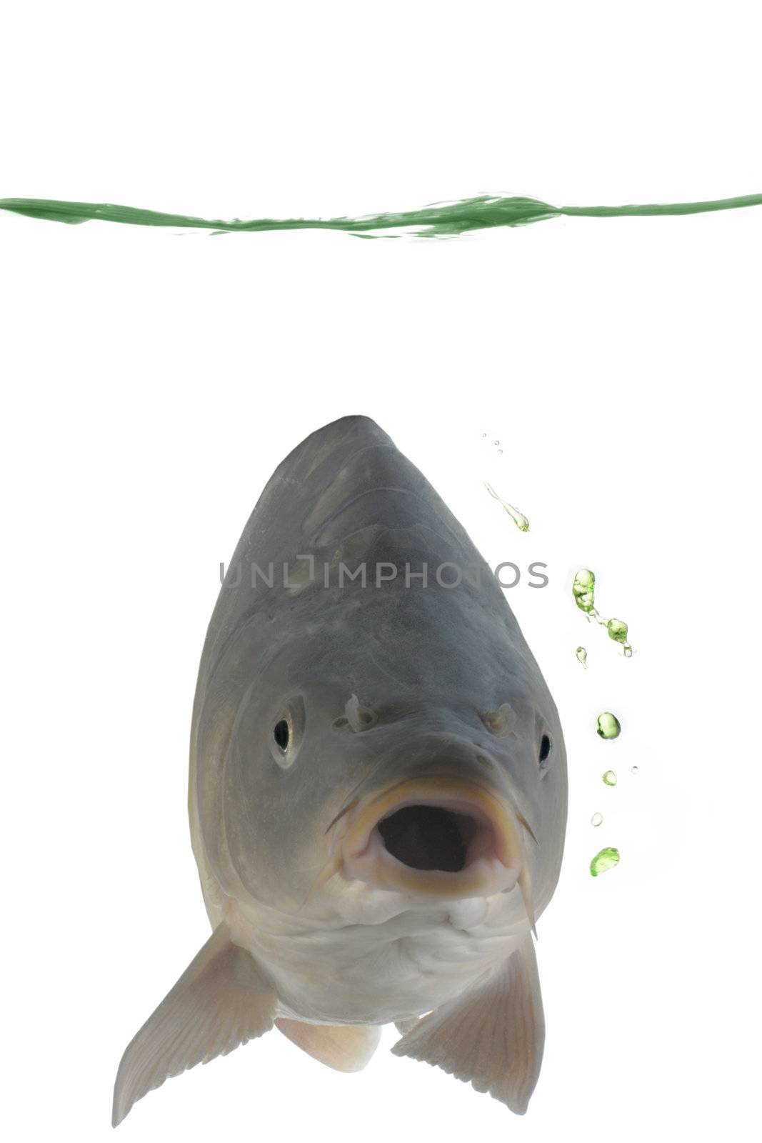 Carp in water on a white background