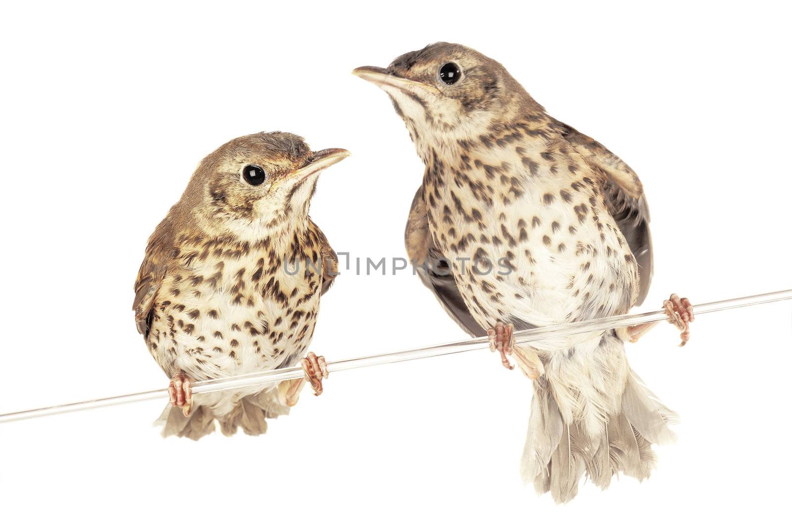 two song thrush  on a white background