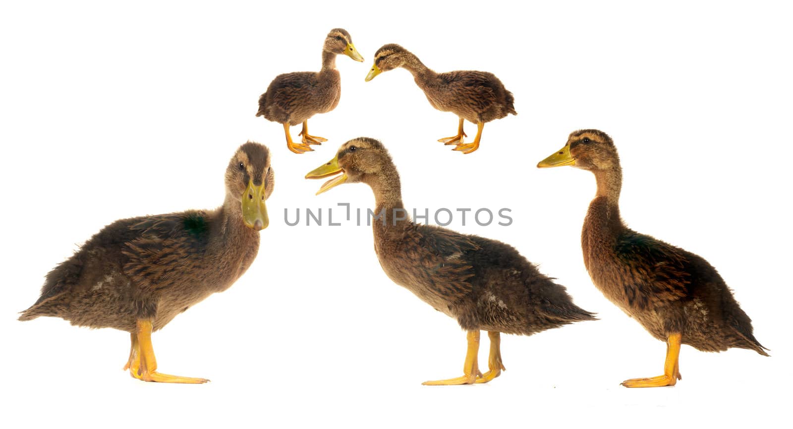  ducks on a white background                           
