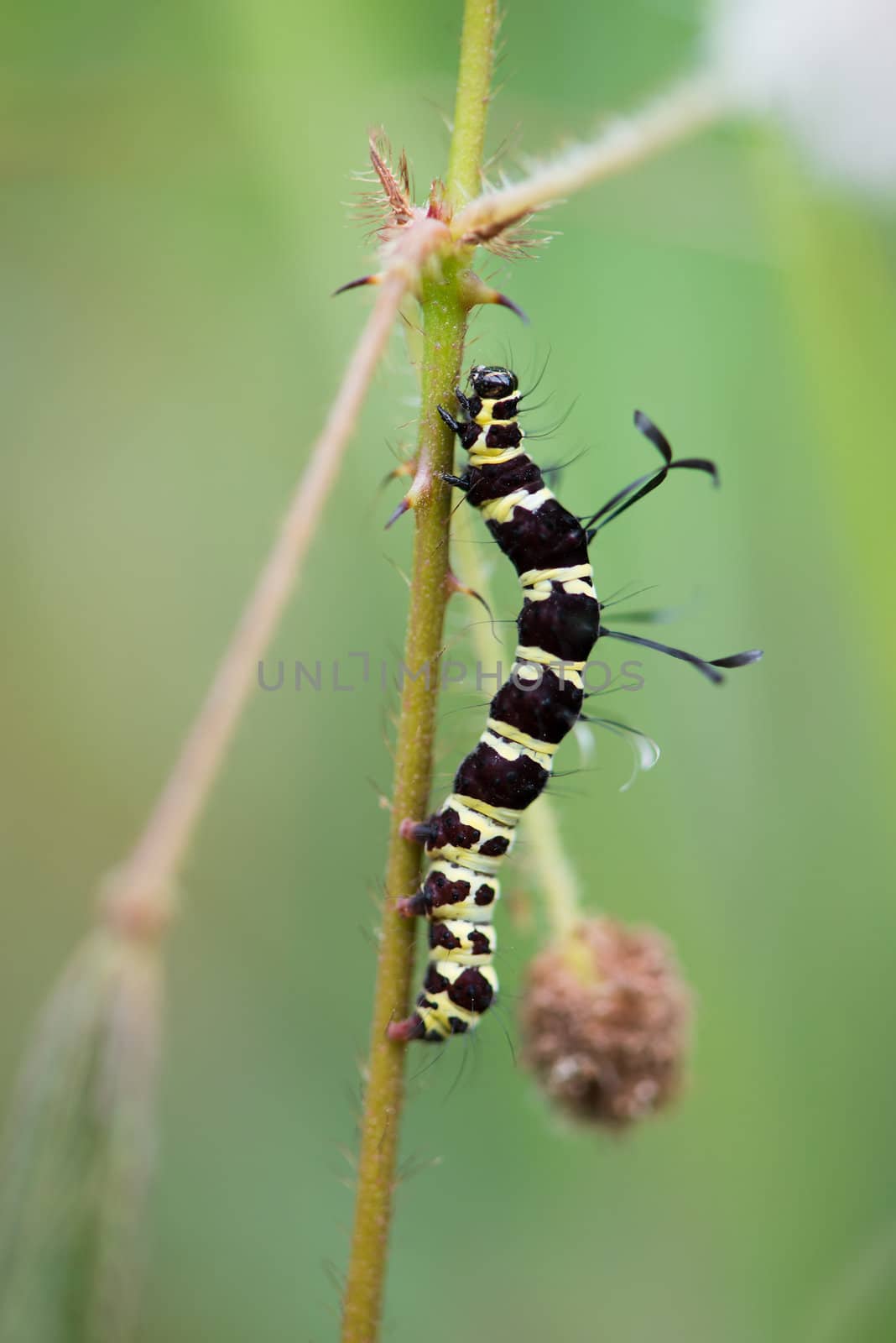 Black caterpillar with light green strips and antennas on back