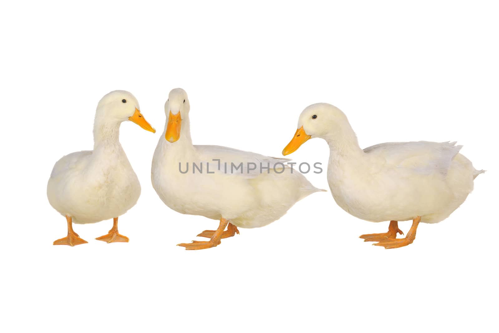 three duck on a white background     