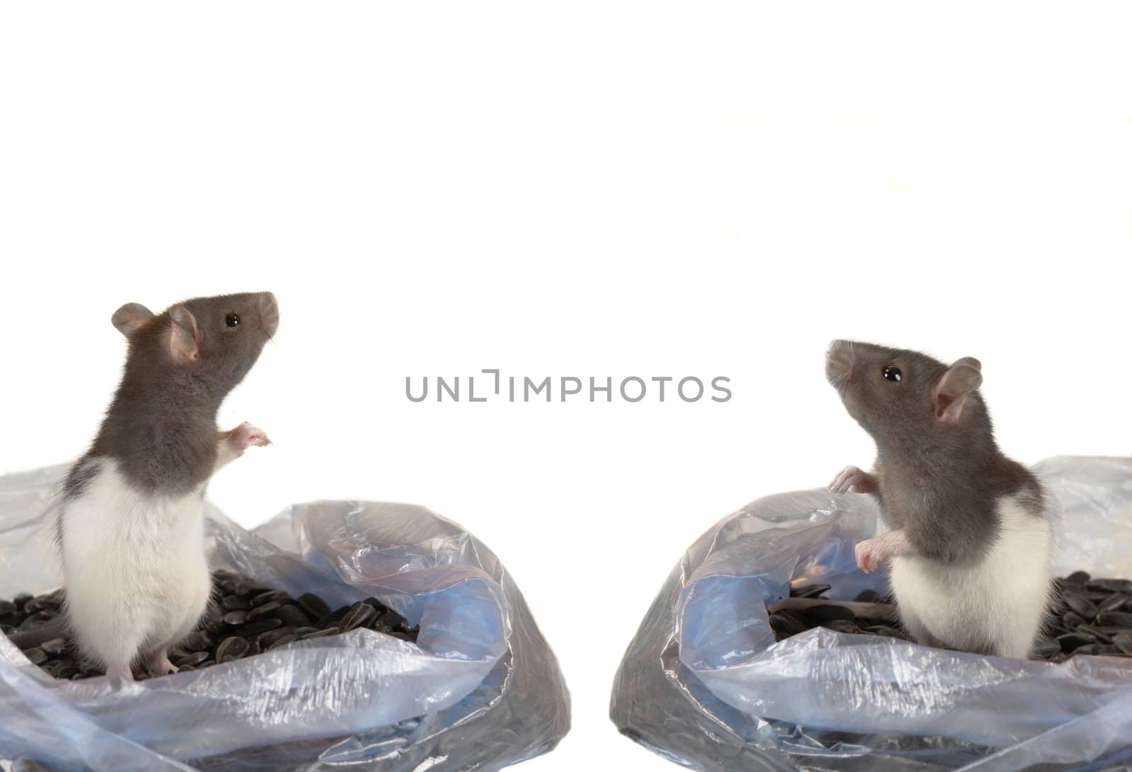  two grey rat on a white background                             