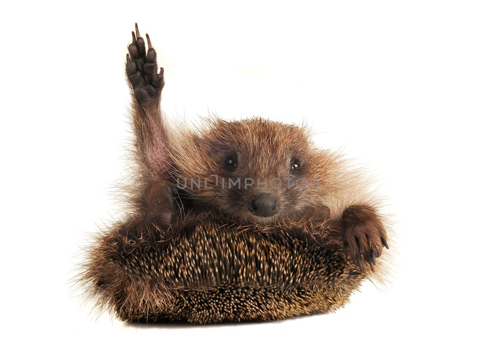 Standing hedgehog on a white background