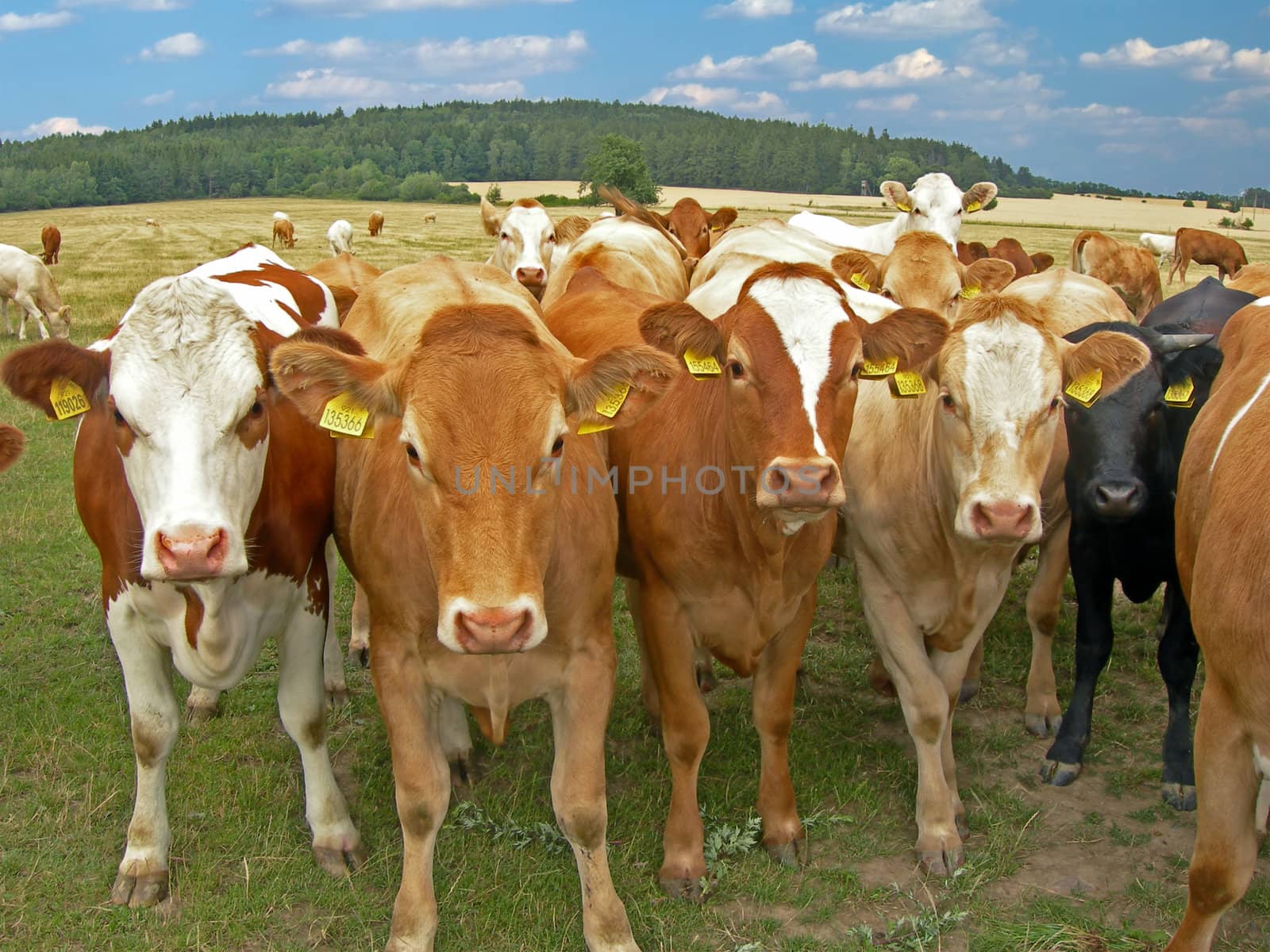           Herd of cows on the meadow with forest in the back