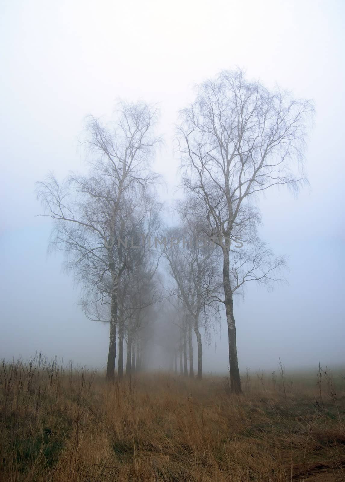 Row of young birches in the morning mist