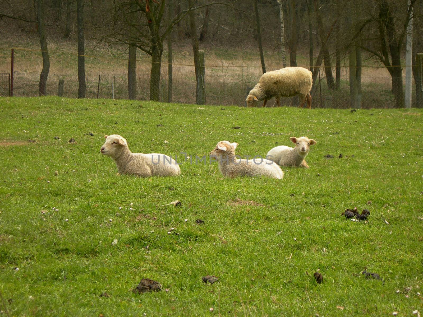     Three lambs are laying in the grass and having a rest      