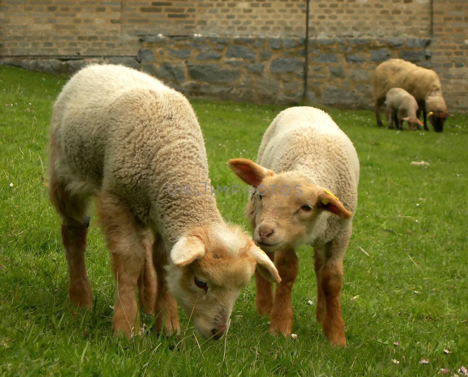 Twin lambs by drakodav