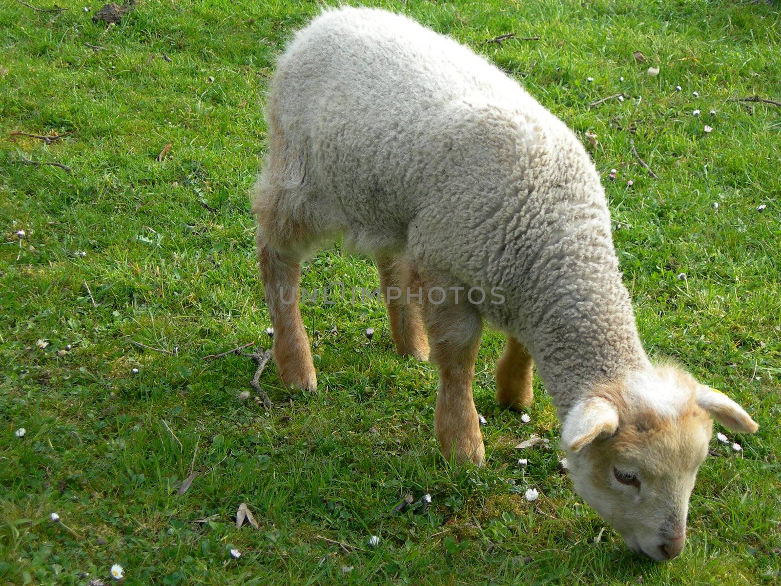          Little lamb on the grren grass in the spring