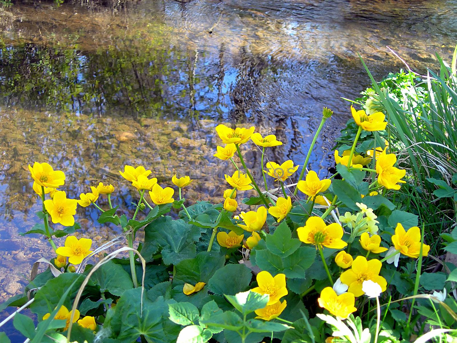           Nice peacefull natural landscape withe detail of buttercups and a brook