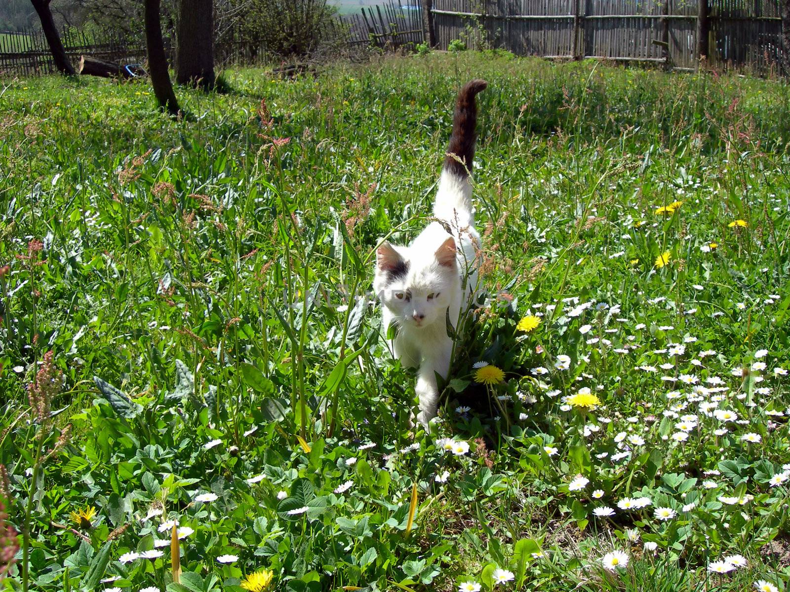 Tomcat in the garden  by drakodav