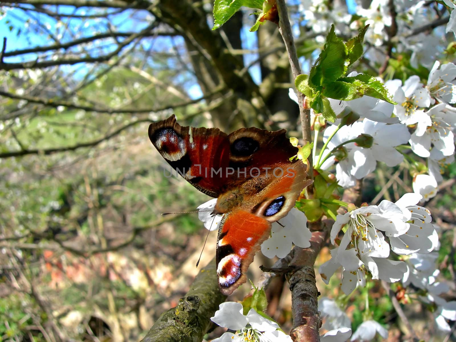 Peacock butterfly  by drakodav