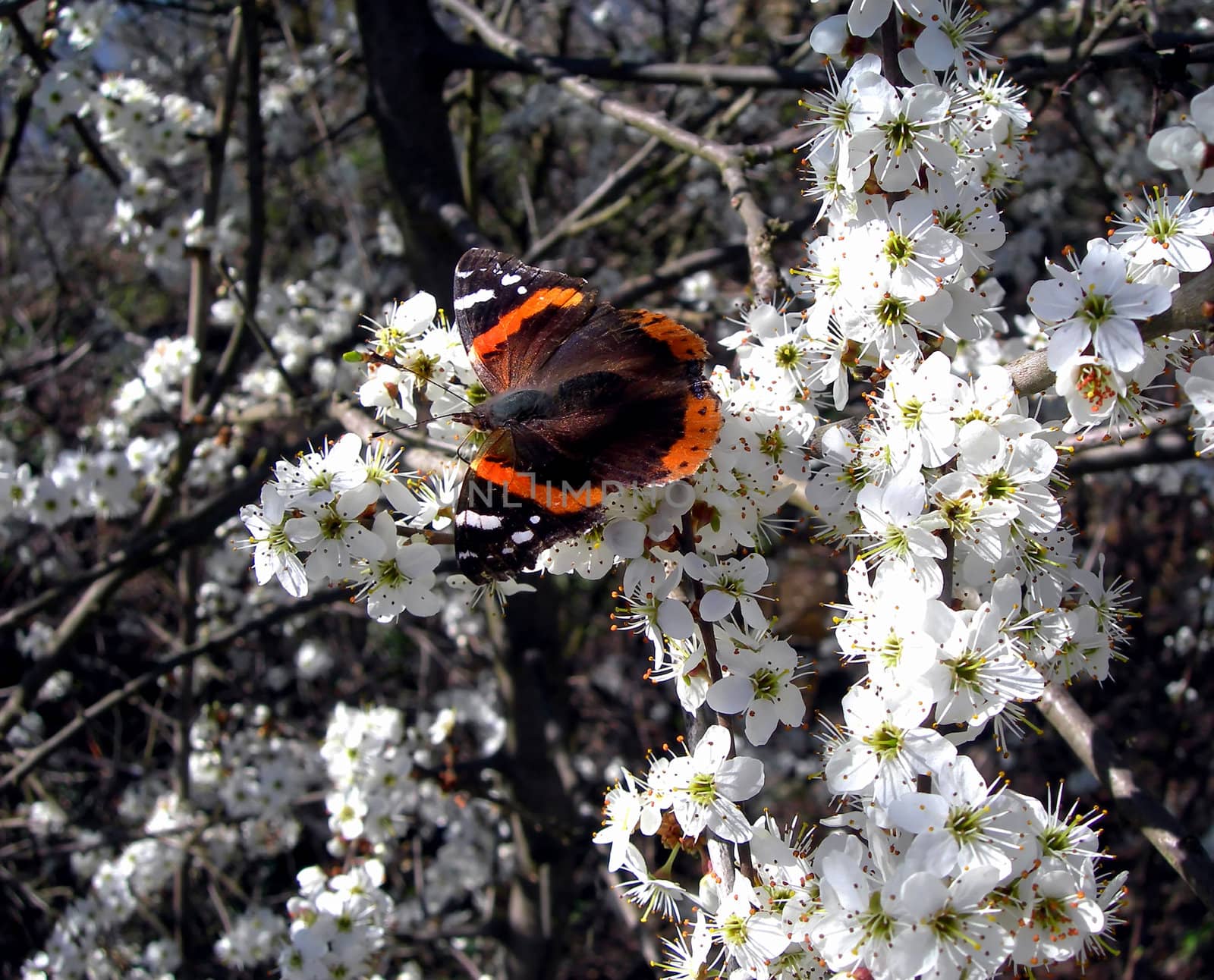           Nice butterfly on a apple tree in blossom. Symbol of the spring season.
