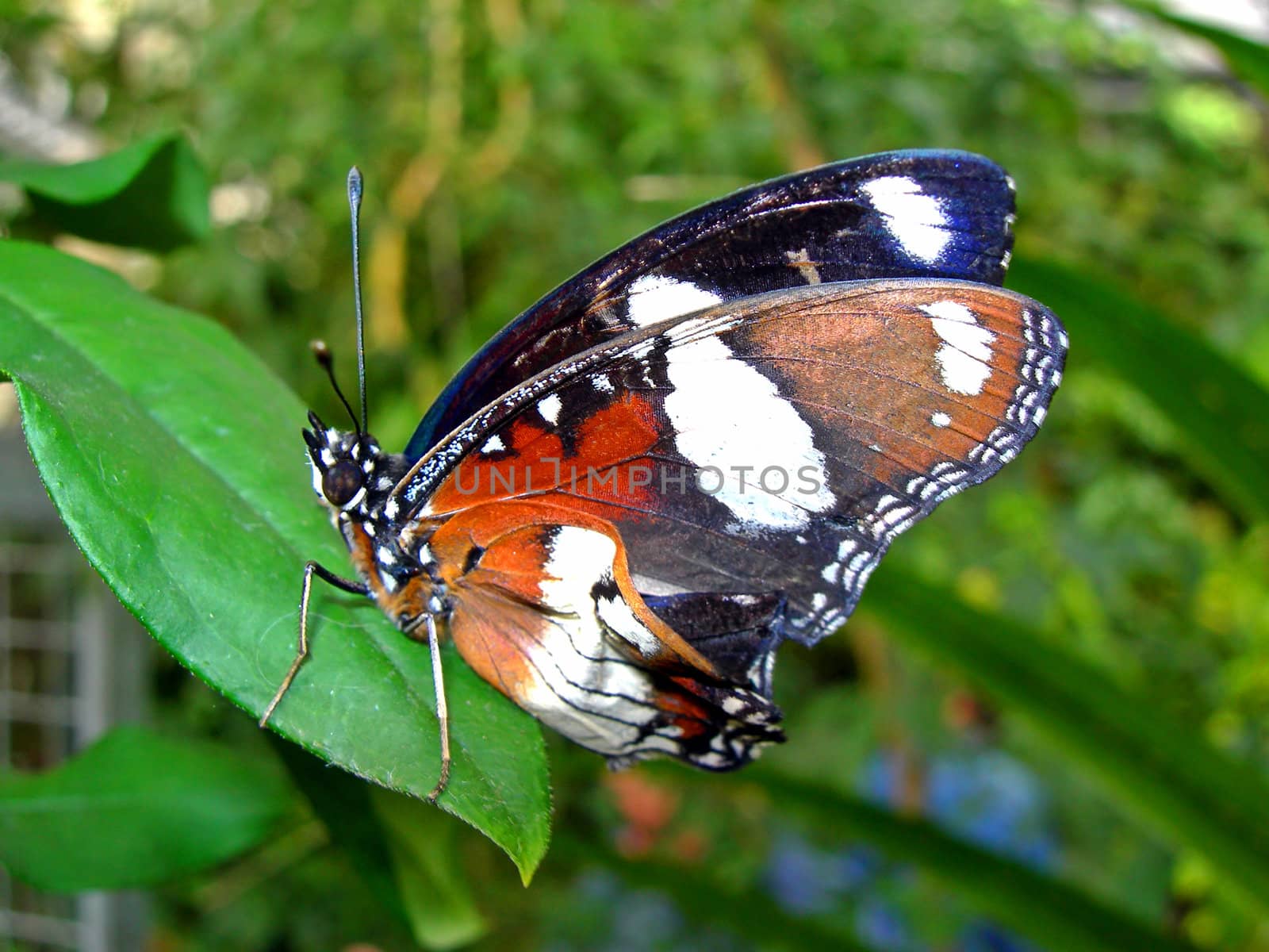           Tropical butterfly sitting on the leaf