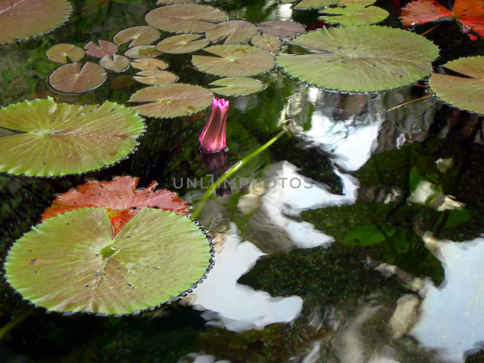 Exotic water lilly pads in the pond 