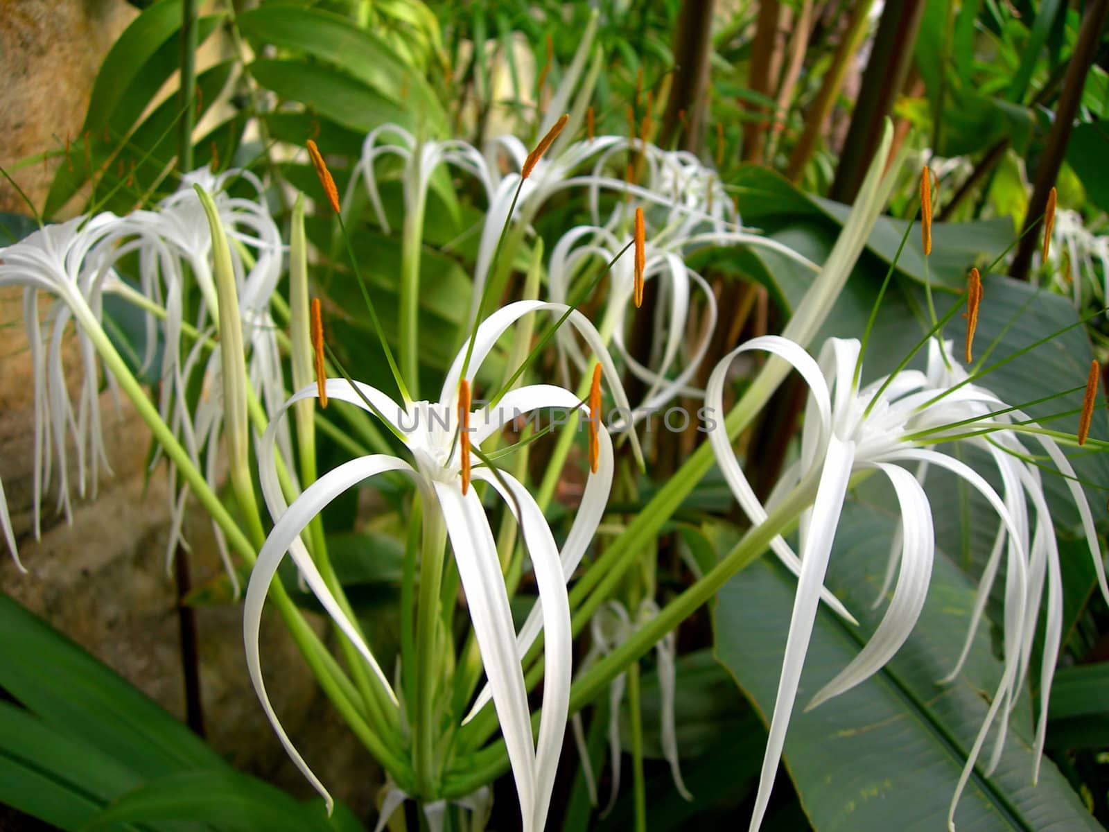           White tropical orchid with leaves