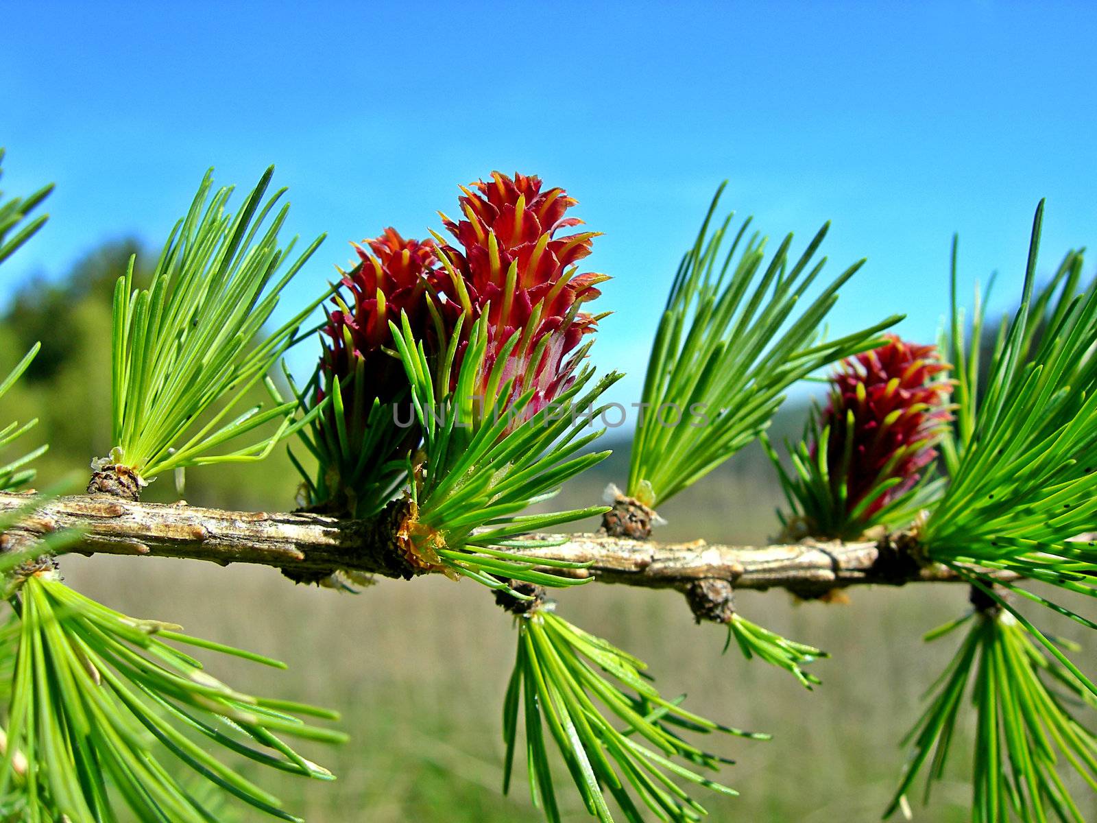           Detail of fresh red larch cones and needles          
